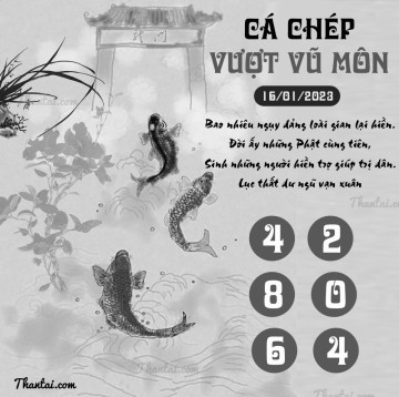 CÁ CHÉP VƯỢT VŨ MÔN 16/01/2023