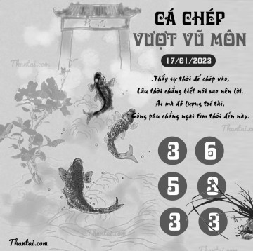 CÁ CHÉP VƯỢT VŨ MÔN 17/01/2023