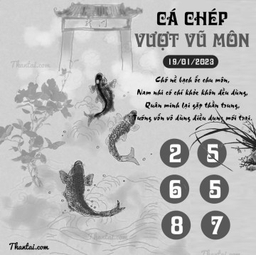 CÁ CHÉP VƯỢT VŨ MÔN 19/01/2023