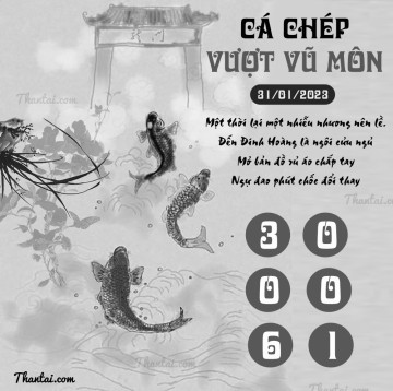 CÁ CHÉP VƯỢT VŨ MÔN 31/01/2023