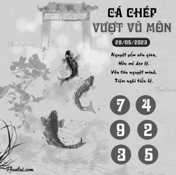 CÁ CHÉP VƯỢT VŨ MÔN 28/05/2023