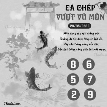 CÁ CHÉP VƯỢT VŨ MÔN 29/05/2023