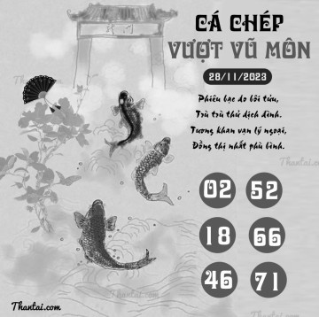 CÁ CHÉP VƯỢT VŨ MÔN 28/11/2023