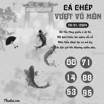 CÁ CHÉP VƯỢT VŨ MÔN 28/01/2024