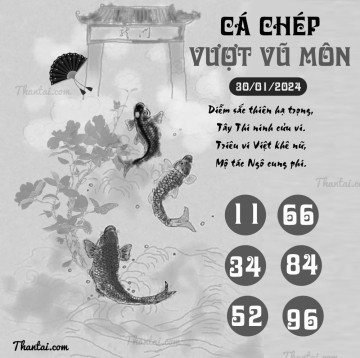 CÁ CHÉP VƯỢT VŨ MÔN 30/01/2024